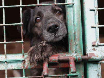 Из Госдумы отозвали законопроект, разрешающий убивать бездомных животных "гуманными методами"
