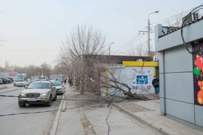 Упавшее дерево оборвало провода ЛЭП на юге Волгограда: видео