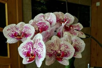 МК в Тамбове советует: выращивая дома орхидею, необходимо пересаживать её раз в 3-4 года