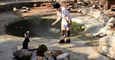 В Калининградском зоопарке тренировку трёхлапой выдры Карибо сняли на видео