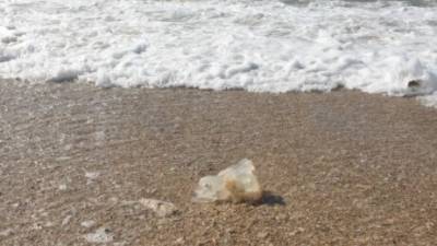 Море вынесло на берег Израиля десятки мертвых медуз: видео