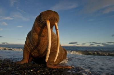 Заснул на льдине и пересек Атлантику: в Ирландии впервые увидели моржа