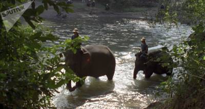 Слон узнал своего спасителя спустя годы: трогательная история встречи в Таиланде - ru.armeniasputnik.am - Таиланд