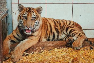 Бенгальскому тигренку подготовили летний вольер в Центре реабилитации диких животны