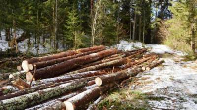 В Забайкалье предложили запустить производство стройматериалов из местного леса
