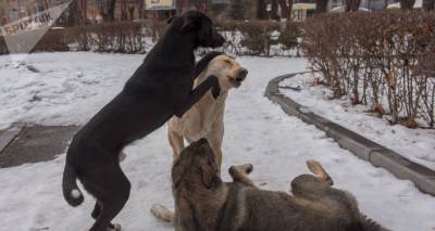 "Стерилизованная сука хуже волчицы": в Шираке участились случаи нападения собак на людей