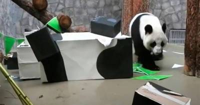 Панда в Московском зоопарке уничтожила подаренную ей робопанду