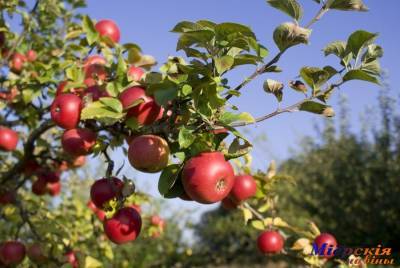 Россельхознадзор временно запретил поставки в Россию яблок из Брестской области
