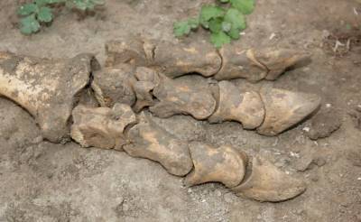 Найденные в Намангане остатки неизвестного существа предположительно принадлежат динозавру – индрикотерию. Их называют гигантскими носорогами