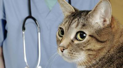 Полипы у кошек симптомы и лечение