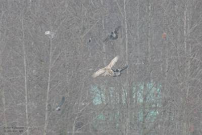 В Приморском районе развернулось сражение между ястребом и стаей ворон