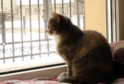 Спасают бездомных: как выглядит кошачий рай в Ивано-Франковске