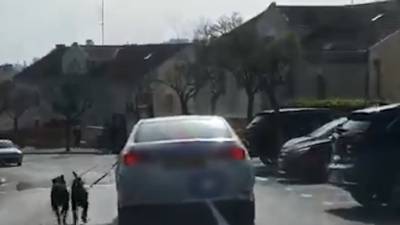 Возмутительное видео: мужчина в Иерусалиме привязал собак к машине и поехал