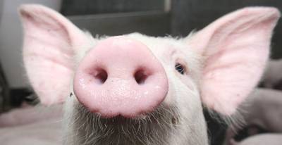 Беларусь ограничивает ввоз свинины из Польши из-за АЧС