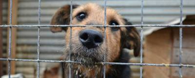 Из Госдумы отозвали законопроект о праве регионов усыплять бездомных животных