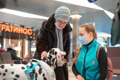 В красноярском аэропорту собаки будут помогать боящимся летать людям