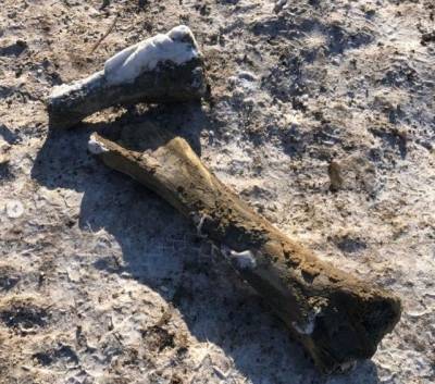 В кемеровском музее рассказали о найденных костях мамонта