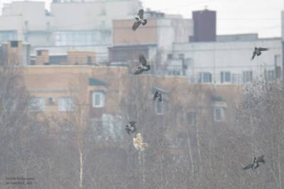 В Приморском районе запечатлели битву ястреба со стаей ворон