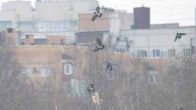 В Приморском районе сфотографировали битву ястреба со стаей ворон