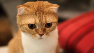 Ролик с плачущей из-за ухода хозяев кошки растрогал пользователей Сети