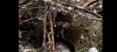 Лесорубы в Карелии разорили медвежью берлогу (ВИДЕО)
