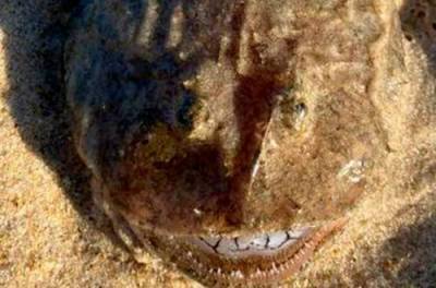 В Австралии выбросило на берег существо с идеально белыми зубами