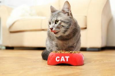 Почему коты перестают есть, когда видно дно миски, но еда в ней есть
