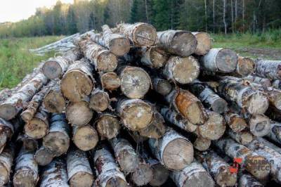 Красноярские лесозаготовители просят правительство края об экстренном совещании