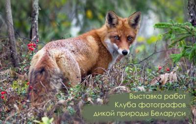 Совы, лисы и зубры в центре Гродно. 20 марта открывается выставка «Дикая природа Беларуси»