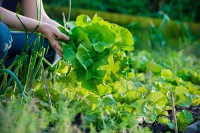 Чем полезен зеленый листовой салат? - skuke.net