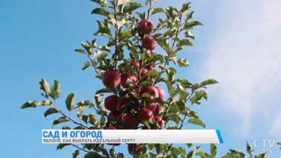 Почему урожай яблок иногда небольшой и какие сорта лучше выбрать для своего участка? Советы от специалиста (+видео)