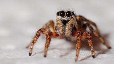 Ужас на восьми лапах: врач рассказал, как перестать бояться пауков