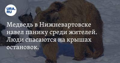 Медведь в Нижневартовске навел панику среди жителей. Люди спасаются на крышах остановок. Видео