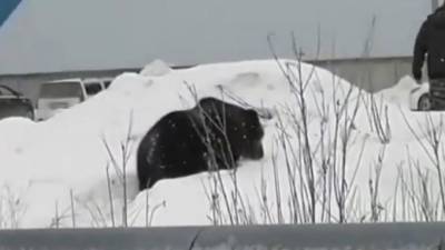 Видео из Нижневартовска: по городу мечется дикий медведь