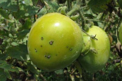 Чем и когда удобрять рассаду томатов, перцев и баклажанов?