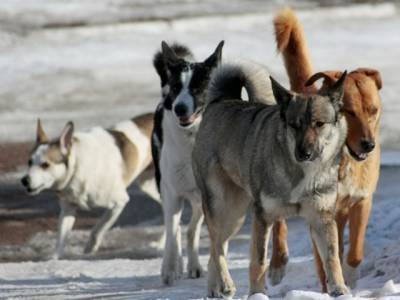 Из Госдумы отозвали законопроект о праве регионов на усыпление бездомных животных