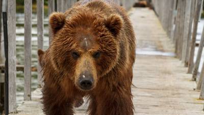 В промзоне Нижневартовска медведь гонялся за мужчиной