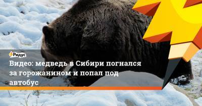 Видео: медведь в Сибири погнался за горожанином и попал под автобус