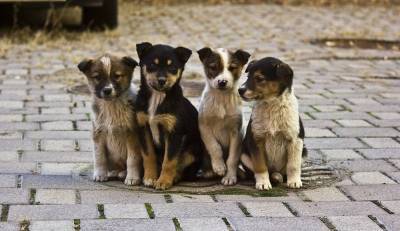 В Финляндии судят женщину, которая привезла из России 26 собак и морила их голодом