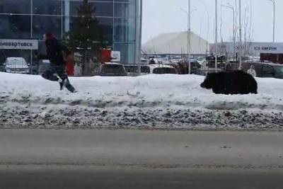 Медведь погнался за мужчиной на улице в Нижневартовске