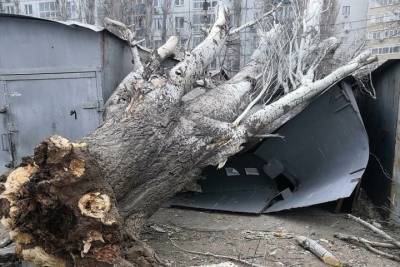 В Астрахани упавшее из-за ветра дерево раздавило гараж