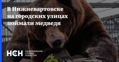 В Нижневартовске на городских улицах поймали медведя
