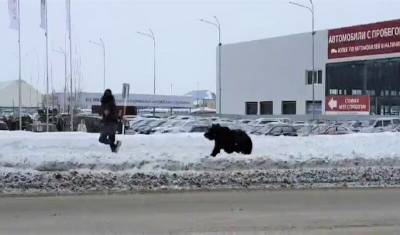 В Нижневартовске на улице поймали напуганного медведя