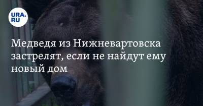 Медведя из Нижневартовска застрелят, если не найдут ему новый дом