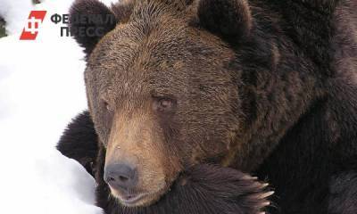 В Нижневартовске полиция оцепила район «прогулки» медведя