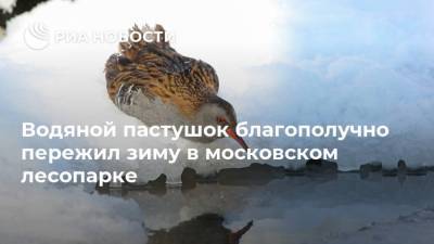 Водяной пастушок благополучно пережил зиму в московском лесопарке