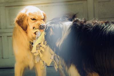 Кинолог объяснил, что может спровоцировать агрессивное поведение собаки