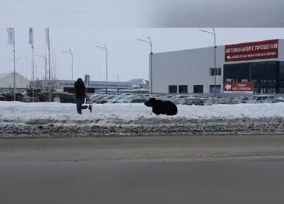 Люди лезли на крыши остановок: в Нижневартовске медведь гонял прохожих по городу