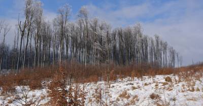 ГСЧС предупредила о снегопадах и лавинах в Карпатах — установлен четвертый уровень опасности