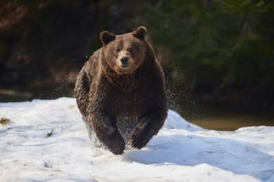В Нижневартовске поймали медведя, гулявшего по улицам города